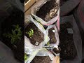Dahlias in Ziplock Bags? | First Time Growing Dahlias | Starting Tubers Off Early