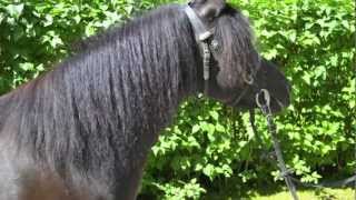 Mina Kära Lilla Ponnier Challe Och Karlsson