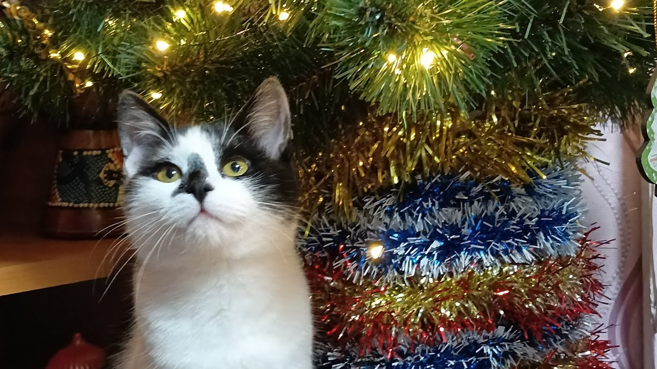 My favorite things - OST "The sound of music" (cover) 