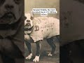 Sergeant Stubby, the most decorated dog in U.S. Military history.