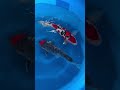 Unglaublicher Koi Koi Fisch Japan Japanesekoi Koifish Doitsu Unglaublicher Koi Koi Fisch Japan Japanesekoi Koifish Doitsu