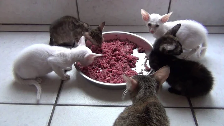 Video 3983381: siamese oriental shorthair kittens, white siamese kittens