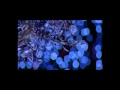 للنشر حلقة رأس السنة 2011 