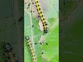caterpillars