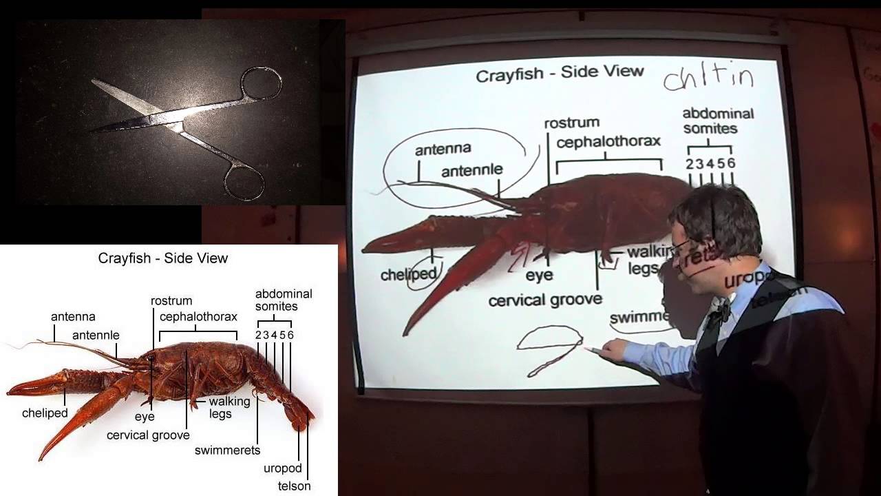 Crayfish Dissection Pre Lab for #LSHWHL and #bioHWHL [WATCH THIS BEFORE ...