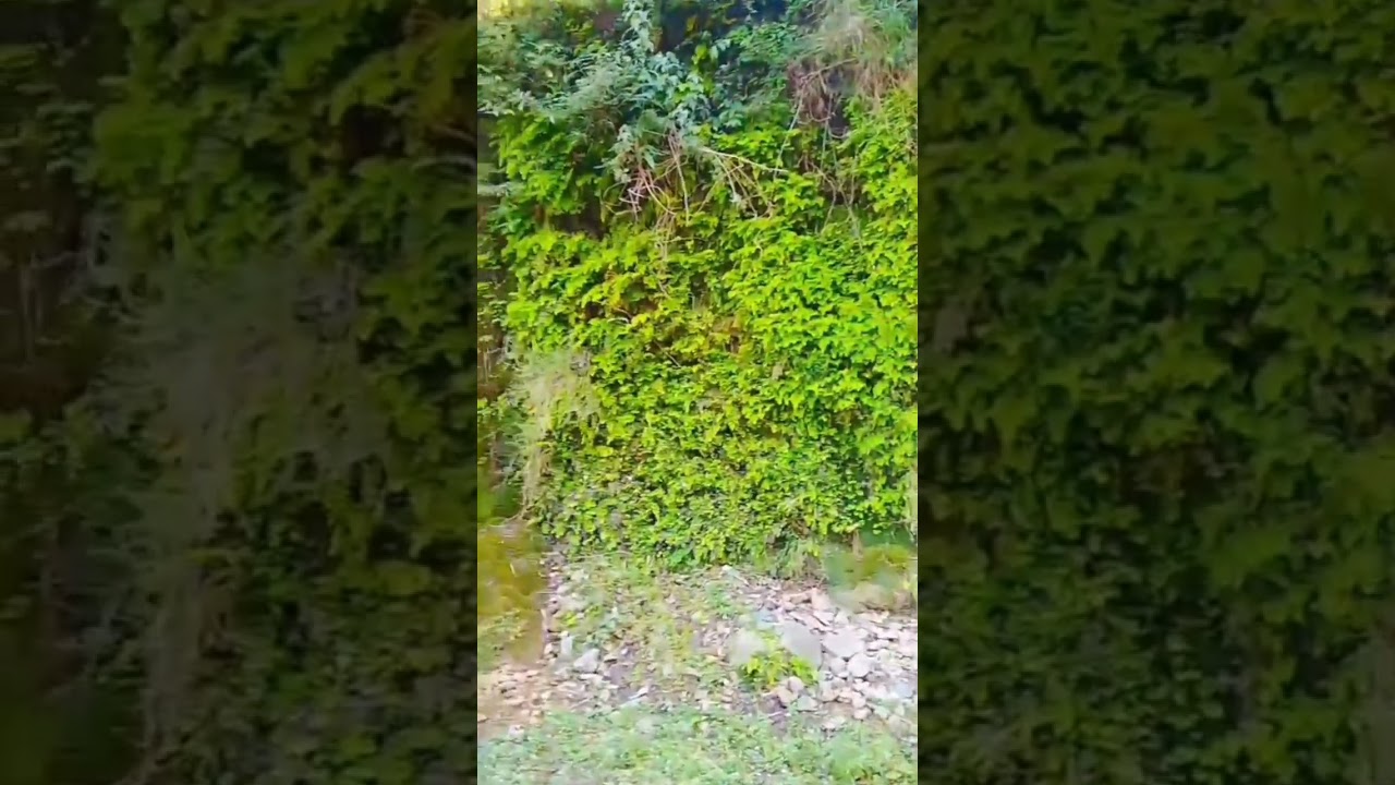 Beautiful view of shangla 