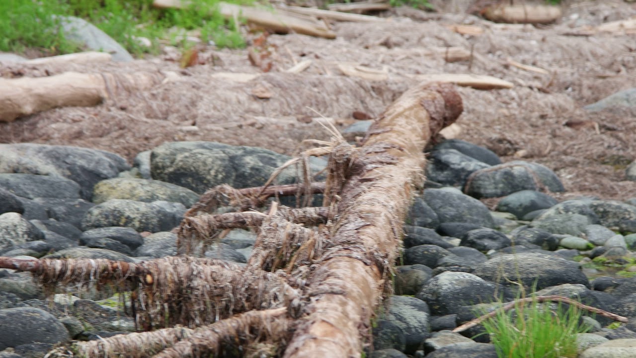 Black Bear Mussel Beach, Ucluelet, BC YouTube