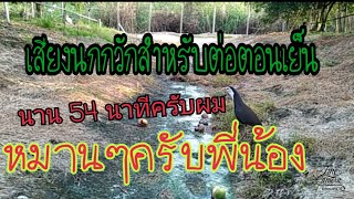 เสียงนกกวักนกไก่นาสำหรับตอนเย็นและกลางคืน@YouTube คนบ้านนอก screenshot 2