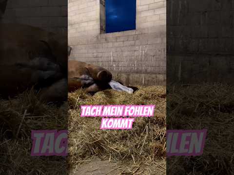 Tach - Das Fohlen ist da Hallo Disco Diva