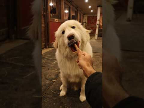 Let’s Make a PUPPY POPSICLE (Chicken Foot Stick)