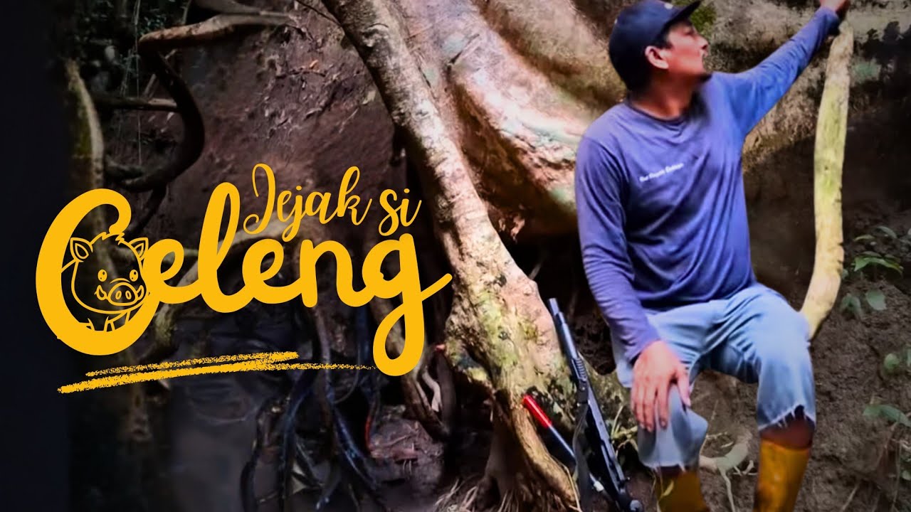 MENCARI KEBERADAAN BABI JUMBO BONUS MANUK KADALAN...