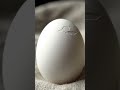 🐥 chic come out from egg 👍#support