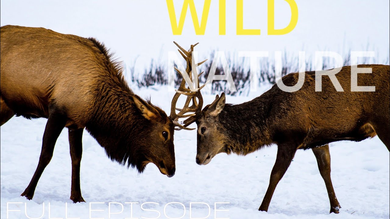 Wildlife Wonders: Snowy Habitats and Zebra Adventures 