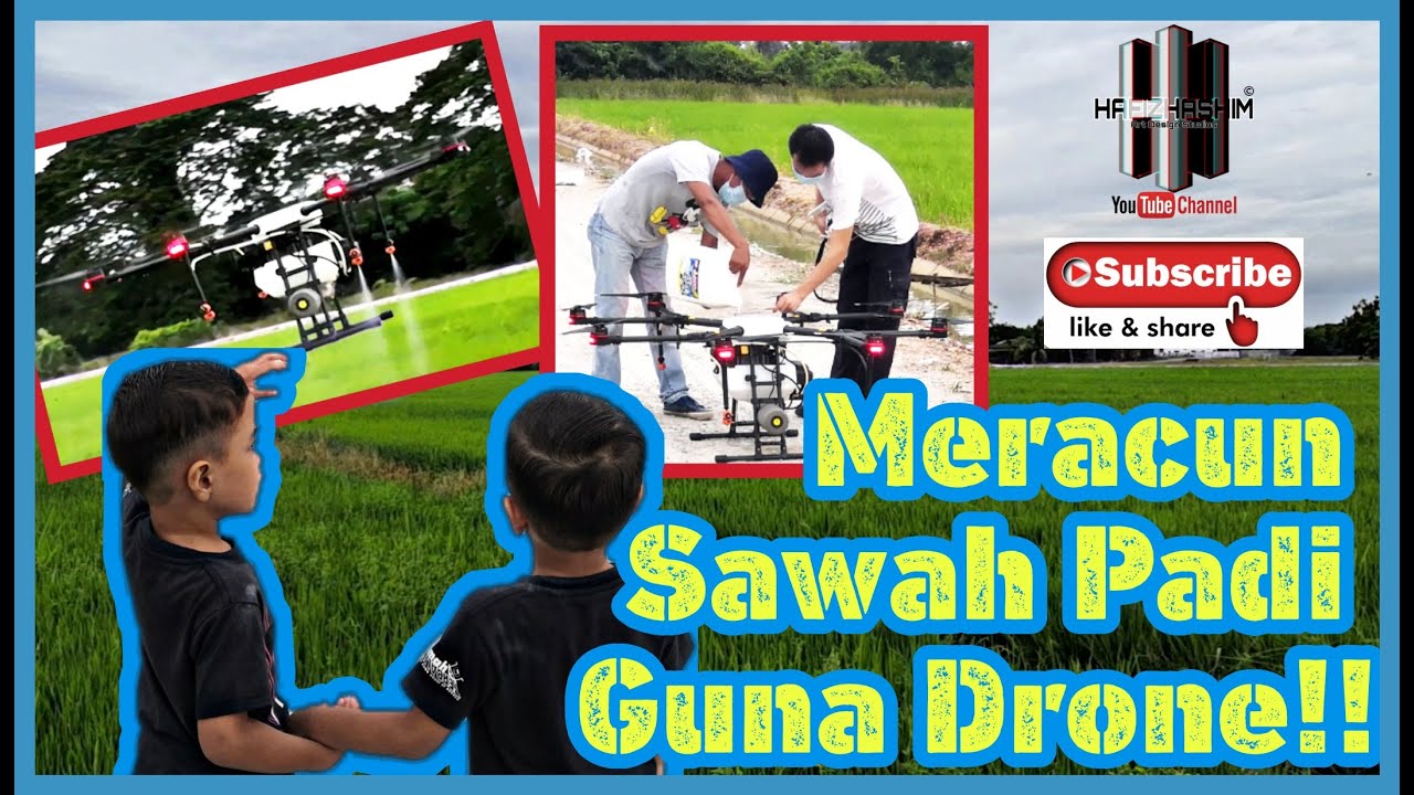 Meracun Sawah padi menggunakan drone 