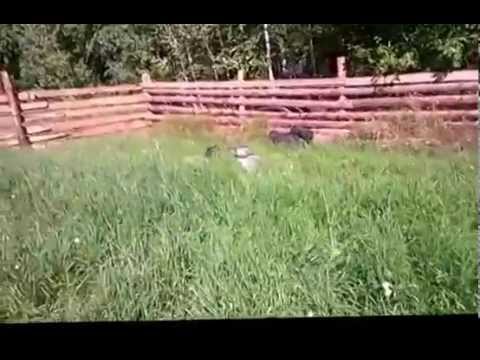 Вьетнамские вислобрюхие свиньи.Переезд в Новый свинарник 23.08.15г.