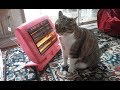 急に寒くなってきて猫ちゃんがおかしくなってきたｗ～Cat has become amusing becoming suddenly cold.