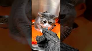 Funny cats  episode 217 #shorts