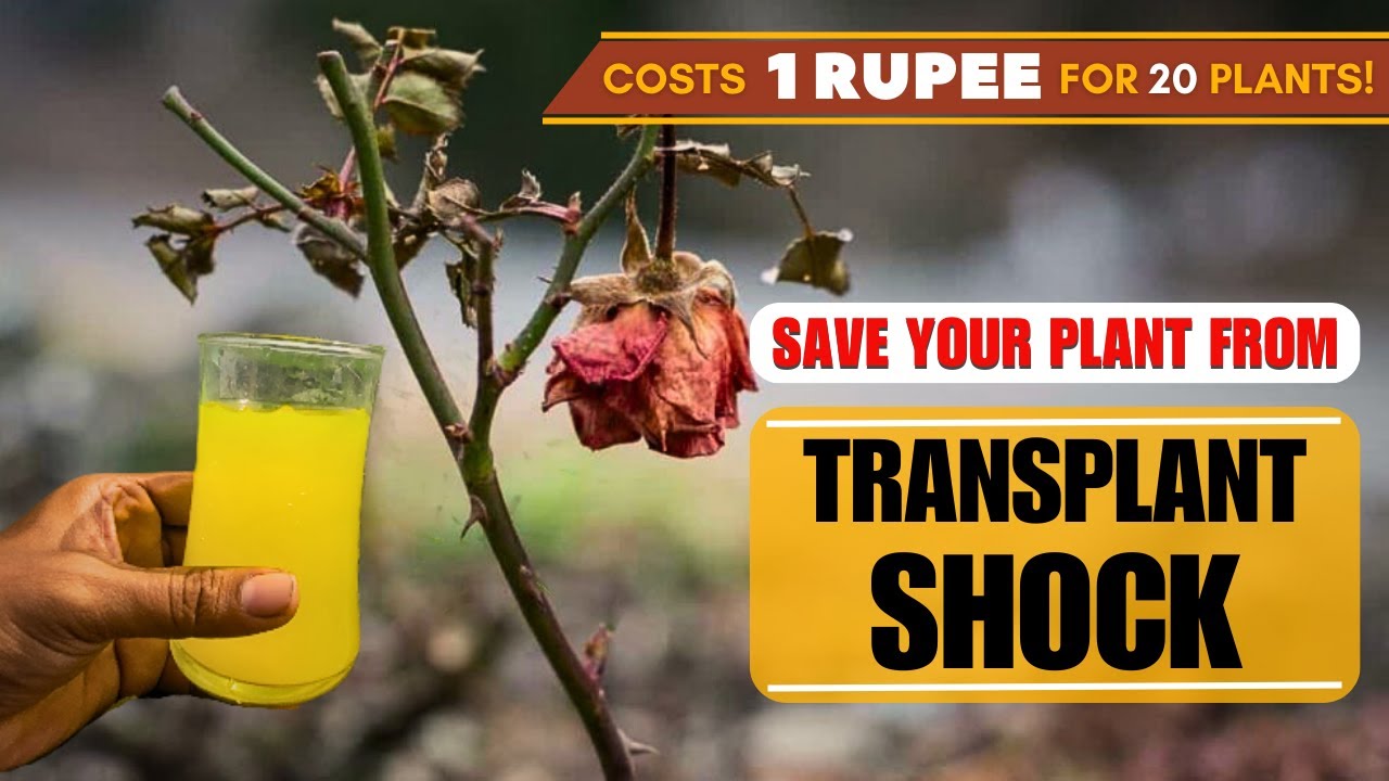 Use THIS and Your Plant Will NEVER Die from Transplant or Repotting