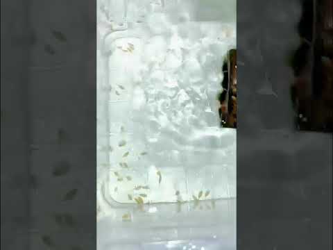 A Fresh Pleco Spawn… But What Happens Next?