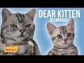 Dear Kitten: Beginnings // Presented By BuzzFeed & Friskies