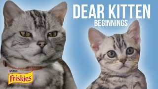 Dear Kitten Beginnings Presented By Buzzfeed & Friskies