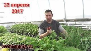 Видео Ранняя зелень в ящиках (автор: Валерий Медведев)
