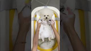 tiny paws, fluffy curls, and a bubble bath spa day 🐩🫧🤍