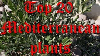 Top 20 Mediterranean Plants For Southern Ca Planter Project