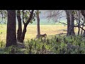 KABINI Wildlife: Tiger Hunting in Karnataka 🐅