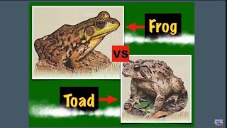 Famous Frog Vs Toad || Are they same or different ?? Profile