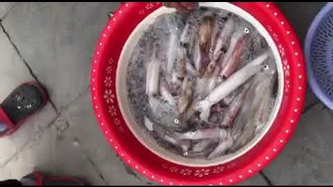 Mực ống - mực lá tươi ngon nhất Cô Tô