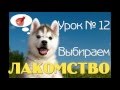 Урок 12/Ч.1 Обзор лакомства для дрессировки щенка от Виталия Голоты