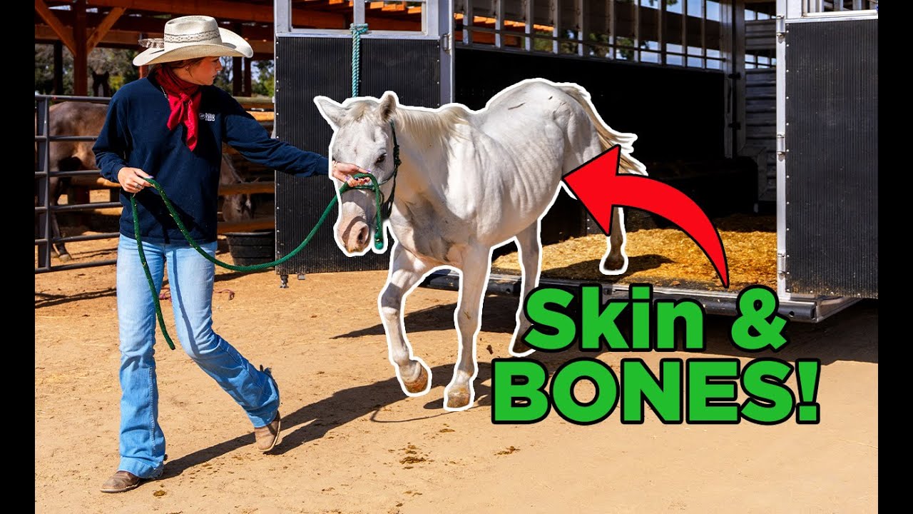 Спасение трейлера, полного лошадей, от Килл Пина | Эпизод 77