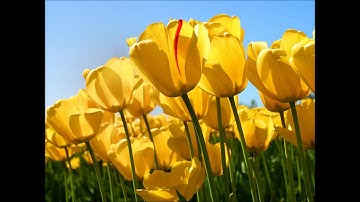 تسجيل نادر القارئ محمد عبد الكريم