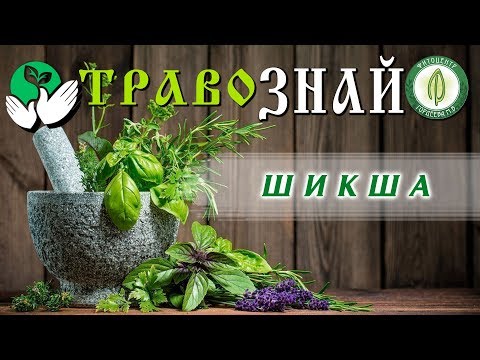 Видео: Шикша (билка) - полезни свойства и използване на шикша, шикша плодове. Конус от сибирски бор, черен