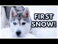Husky Sees FIRST SNOW of the Year! | She Runs Out WITHOUT her COLLAR! 😱