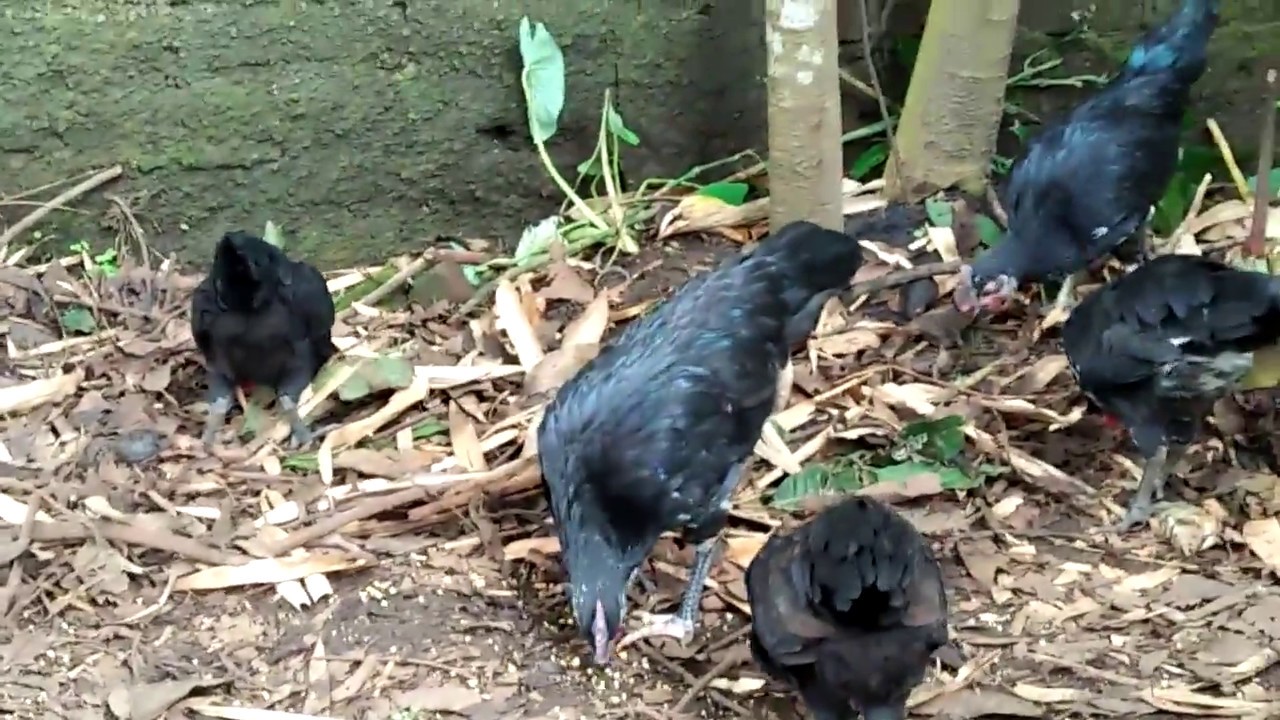 Ternak Ayam  Kampung  di Kebun Halaman Belakang Rumah  YouTube