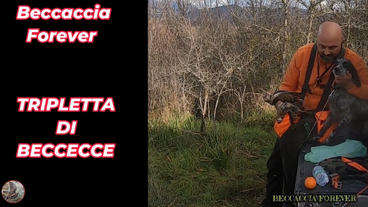 TRIPLETTA DI BECCACCE #hunting #animals #woodcockhunting #birds