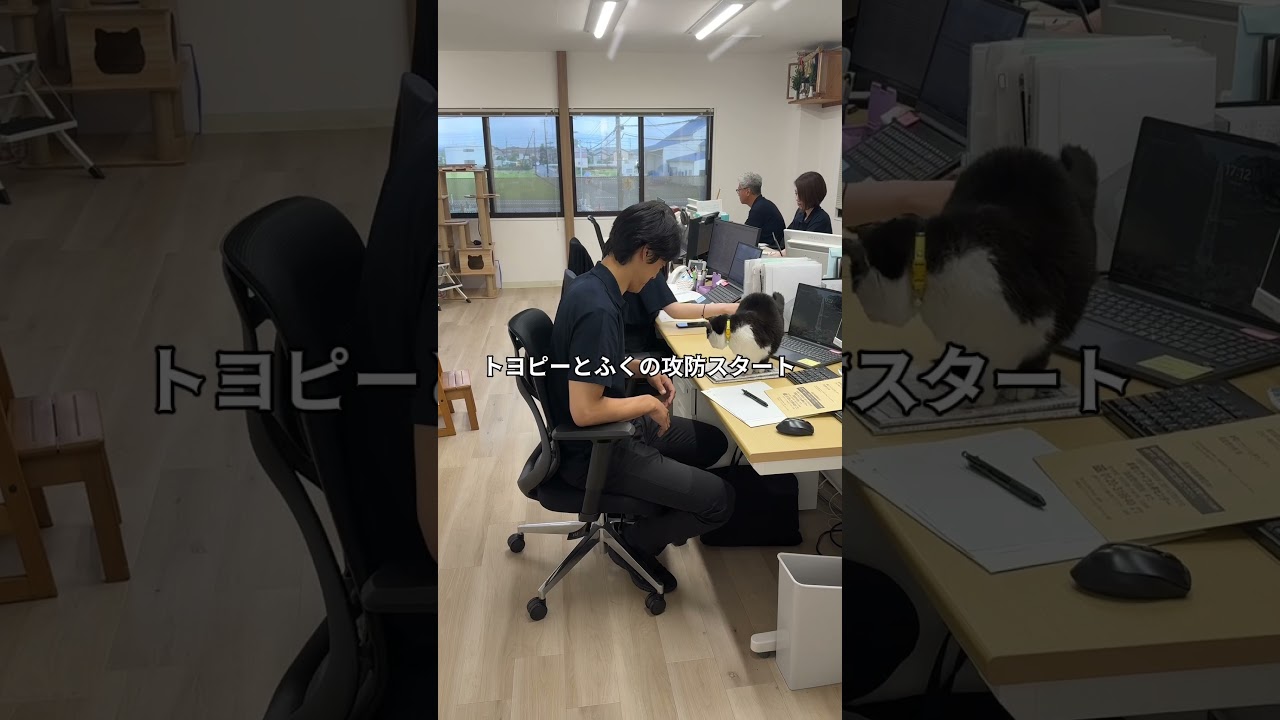 会社猫ふくの日常😸トヨピーのイスを賭けての戦いは日々開催されております😁#株式会社日章 #会社猫 #戦い