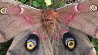 Antheraea polyphemus (Polyphemus moth) Unusual Varieties by Bart Coppens