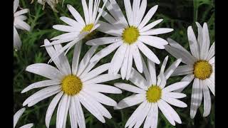 How to grow African bush daisy flowers  :  گیمولیپسس