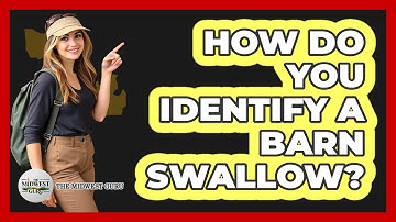 How Do You Identify A Barn Swallow?