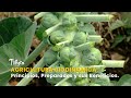 Agricultura Biodinámica: Principios, Preparados y sus Beneficios - TvAgro por Juan Gonzalo Angel