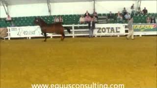 Concurso Morfológico Equisur 2012 - Dorsal 504. (EQUUS CONSULTING)