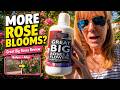 Great Big Roses Liquid Compost Review Before and After