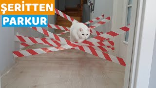 KEDİLERİMİZE ŞERİTTEN PARKUR YAPTIK