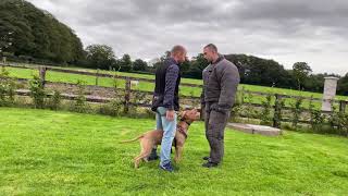 Pitbull AWESOME control in protection training.