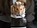 my cute 🐁🐀