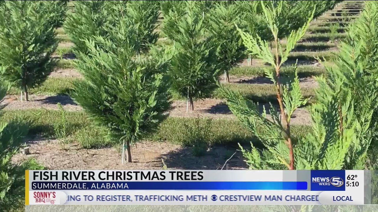 Christmas tree farm opens Saturday after a year of weather challenges ...