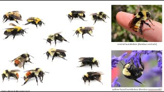 What are bees thinking? Cognition in captive and wild bumblebees